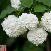 Viburnum opulus - 1 x 9cm potted viburnum plant