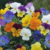 Viola x williamsiana \'Floral Powers Mixed\' F1 Hybrid - 1 packet (25 Viola seeds)