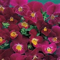 Viola hybrida \'Rose Shades\' - 1 packet (30 Viola seeds)