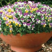 Viola x williamsiana \'Sweeties\' - 1 packet (25 Viola seeds)