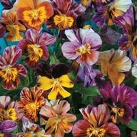 viola x williamsiana brush strokes 1 packet 30 viola seeds