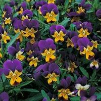 Viola tricolor - 1 packet (200 Viola seeds)