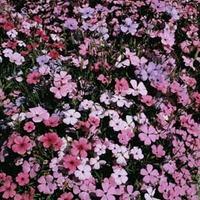 Viscaria occulata \'Patio Mixed\' - 1 packet (500 viscaria seeds)