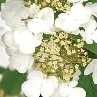 Viburnum plicatum f. tomentosum \'Kilimanjaro Sunrise\' - 1 x 19cm potted plant