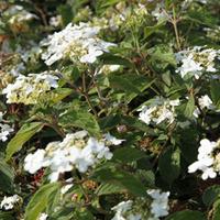 viburnum plicatum watanabe large plant 2 x 36 litre potted viburnum pl ...