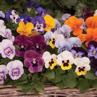 Viola \'Autumn Jewels Mixed\' (Garden Ready) - 30 viola garden ready plants