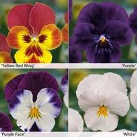 Viola \'Volante\' Collection - 20 Viola plug plants - 5 of each variety
