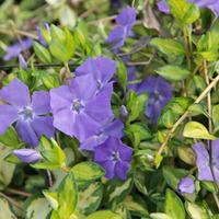 Vinca minor \'Illumination\' (Large Plant) - 2 x 10.5cm potted vinca minor plants