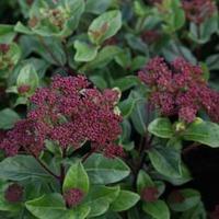 Viburnum tinus \'Lisarose\' (Large Plant) - 1 x 3.5 litre potted plant