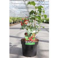 Viburnum opulus \'Compactum\' (Large Plant) - 2 x 3.6 litre potted viburnum plants