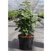 Viburnum opulus \'Nanum\' (Large Plant) - 2 x 3.6 litre potted viburnum plants