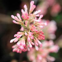 Viburnum x bodnantense \'Charles Lamont\' (Large Plant) - 2 x 3.5 litre potted viburnum plants