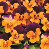 Viola \'Sorbet Orange Jump Up\' - 72 Viola plug plants