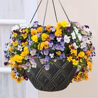 Viola \'Teardrops\' (Pre-Planted Basket) - 1 viola pre-planted basket with 6 plants