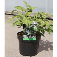 Viburnum plicatum f. tomentosum \'Shasta\' (Large Plant) - 2 x 3.6 litre potted viburnum plants
