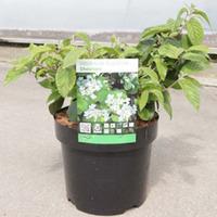 Viburnum plicatum f. tomentosum \'Shoshoni\' (Large Plant) - 2 x 3.6 litre potted viburnum plants