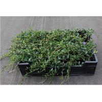 Vinca minor (Large Plant) - 2 x 9cm potted vinca plants
