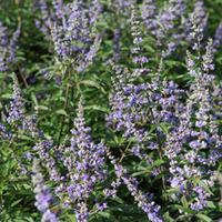 Vitex agnus-castus f. latifolia (Large Plant) - 1 x 3.6 litre potted vitex plant