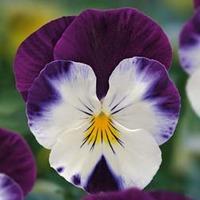 Viola \'Volante Purple Face\' - 5 Viola plug plants