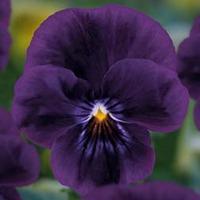 Viola \'Volante Purple\' - 5 Viola plug plants
