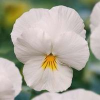 Viola \'Volante White\' - 5 Viola plug plants