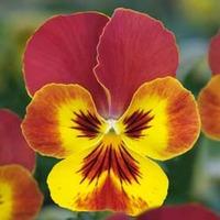 Viola \'Volante Yellow Red Wing\' - 5 Viola plug plants