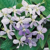 viola sororia freckles large plant 2 x 1 litre potted viola plants