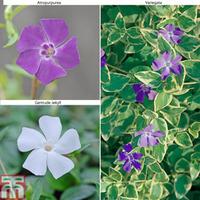 Vinca \'Collection\' - 12 vinca ...