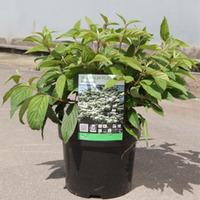 Viburnum plicatum f. tomentosum \'Mariesii\' (Large Plant) - 2 x 3.6 litre potted viburnum plants