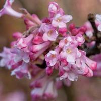 Viburnum x bodnantense \'Dawn\' - 1 x 9cm potted viburnum plant, snips + 100g incredibloom®