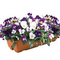 viola ochre 2 pre planted troughs delivery period 2