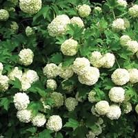 Viburnum opulus compactum 1 Plant 3 Litre