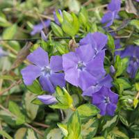 Vinca minor \'Illumination\' (Large Plant) - 2 vinca minor plants in 10.5cm pots