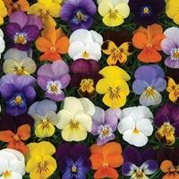 viola valentino 24 large plants