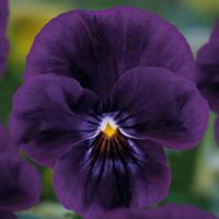 Viola \'Volante Purple\' - 5 viola plug plants
