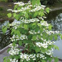 Viburnum plicatum f. tomentosum \'Kilimanjaro Sunrise\' - 1 viburnum plant 9cm pot