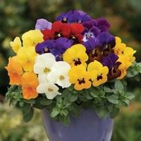 Viola Colourburst 70 Medium Plugs