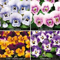 Viola \'Sorbet Collection\' - 48 viola plug tray plants - 12 of each variety