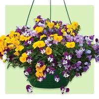 Viola Ochre 1 Hanging Basket