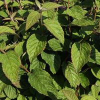 Viburnum plicatum f. tomentosum (Large Plant) - 2 viburnum plants in 3.5 litre pots