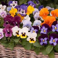 Viola \'Autumn Jewels Mixed\' (Garden Ready) - 30 viola garden ready plug plants
