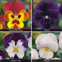 Viola \'Volante Collection\' - 20 viola plug plants - 5 of each variety