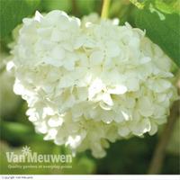 Viburnum opulus \'Roseum\' (Large Plant) - 3 viburnum plants in 9cm pots