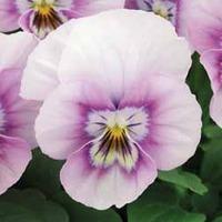 Viola Sorbet \'Pink Halo\' - 24 viola plug tray plants