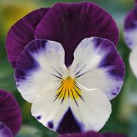 Viola \'Volante Purple Face\' - 5 viola plug plants