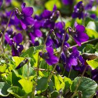 Viola odorata - 10 viola plug plants