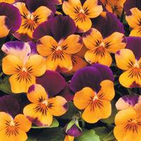 Viola \'Sorbet Orange Jump Up\' - 24 viola plug tray plants