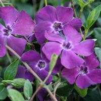 Vinca minor \'Atropurpurea\' (Large Plant) - 2 vinca minor plants in 8cm pots