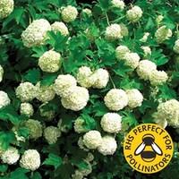 Viburnum opulus compactum 1 Plant 9cm Pot
