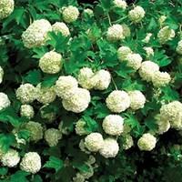 Viburnum opulus compactum 3 Plants 9cm Pot